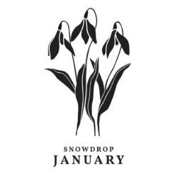 Florals Through The Year BetterPress Plates Bundle -Woodland Scenics Shop BP 245 Florals Through the Year January Snowdrop Color